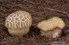 hřib borový (Houby), Boletus pinophilus (Fungi)
